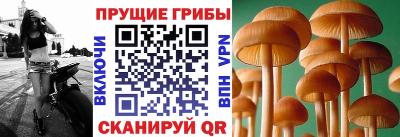 как найти наркотики  Новопавловск  Галлюциногенные грибы Psilocybine cubensis 